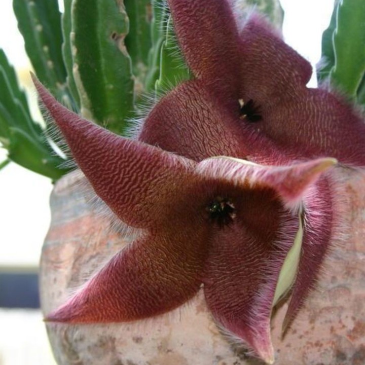 Stapelia grandiflora - Graines