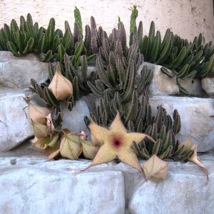 Fleur étoile géante - Graines