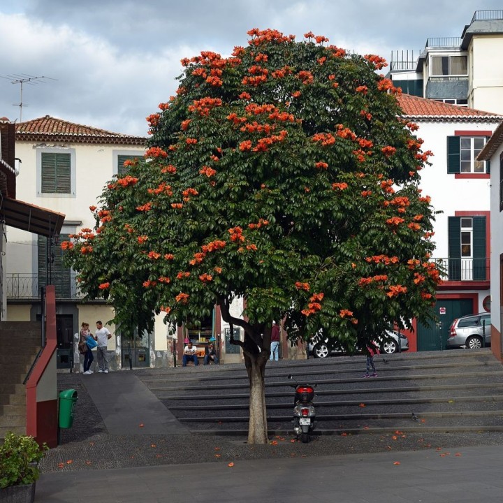 Tulipier du Gabon - Graines