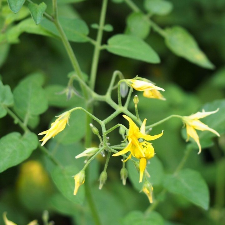 Tomate groseille sauvage - Graines