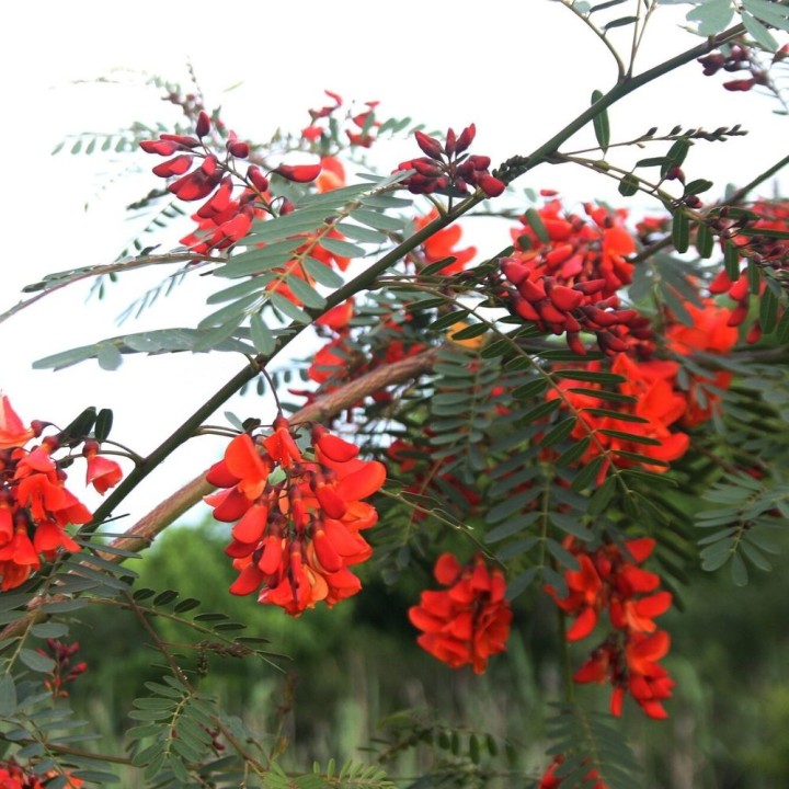 Sesbania à fleurs rouges - Graines