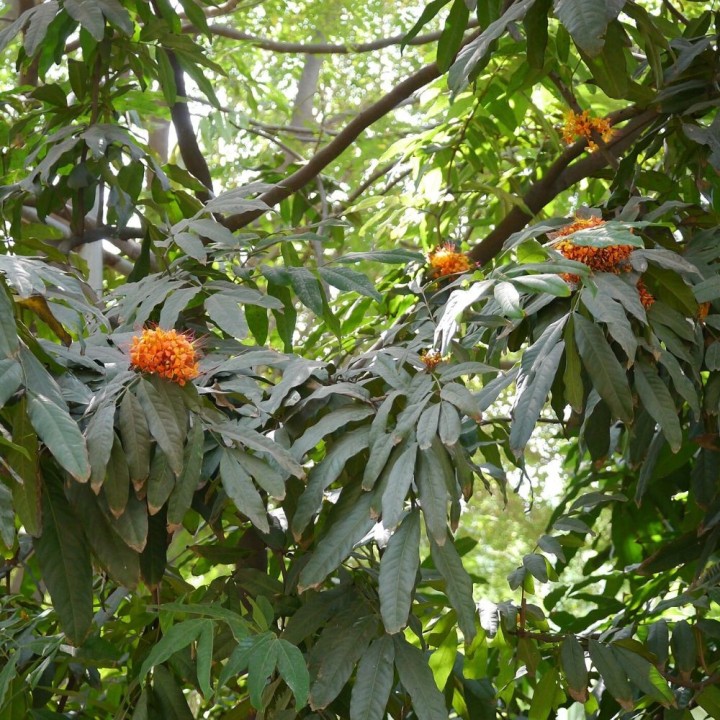 Ashoka - Graines