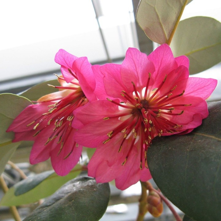 Rhodoleia championii - Semillas