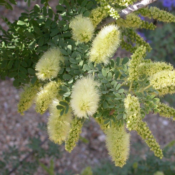 Mesquite à gousses spiralées - Graines