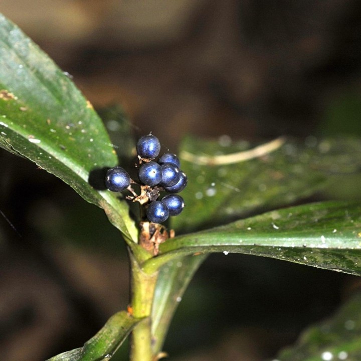 Fruto iridiscente - Semillas