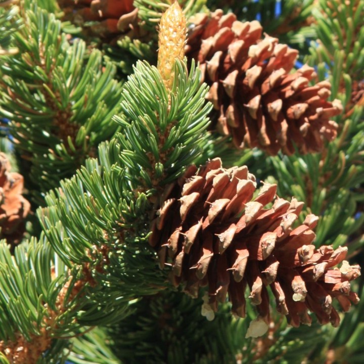 Pin de Bristlecone - Graines
