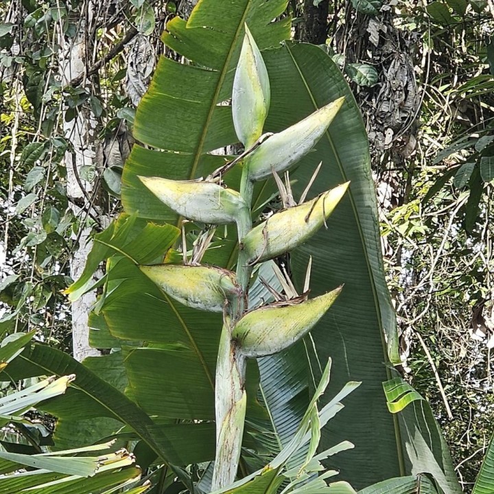 Phenakospermum guyannense - Semillas