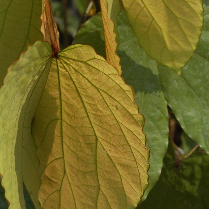Phanera aureifolia - Graines