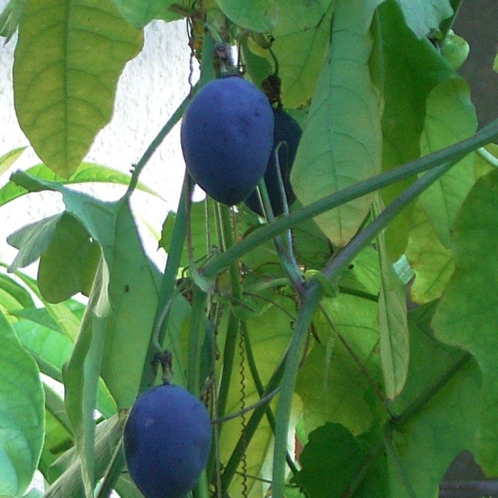 Passiflore morifolia - Graines