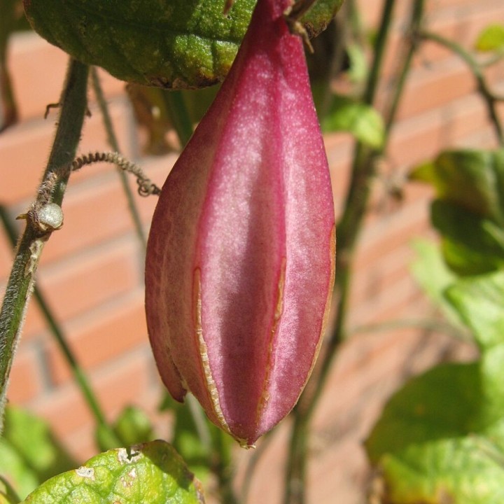 Passiflore capsularis - Graines