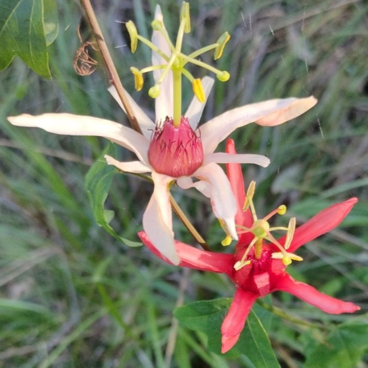Passiflore aurantia - Graines