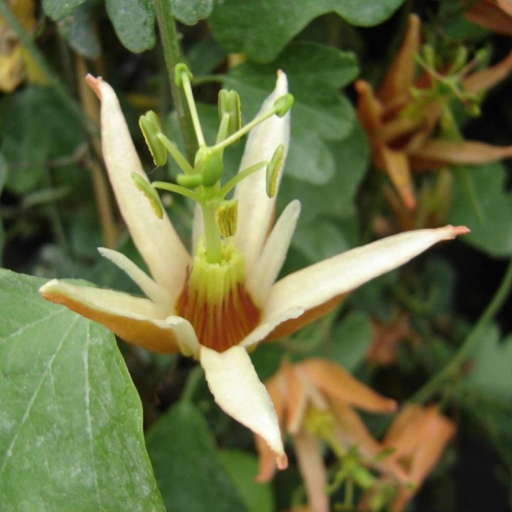 Passiflore aurantia - Graines