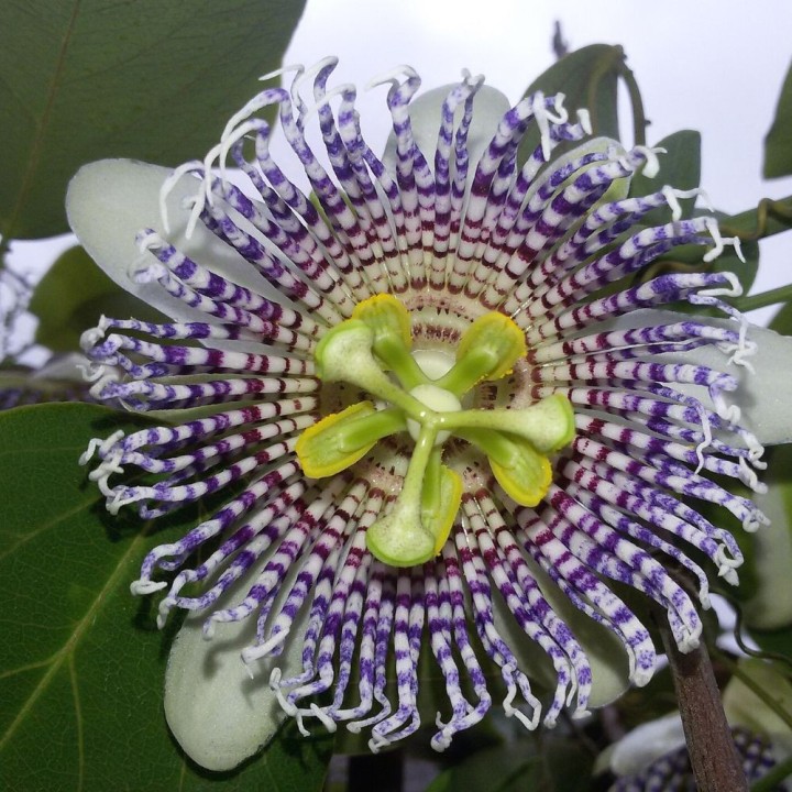 Passiflore papillon - Graines