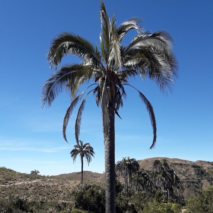 Parajubaea torallyi var. Microcarpa - Graines