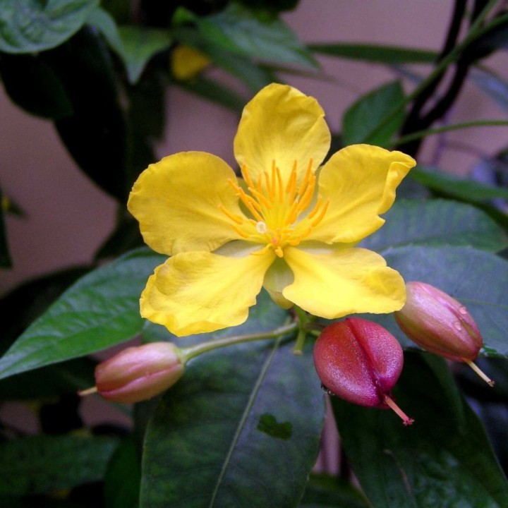 Ochna thomasiana - Graines