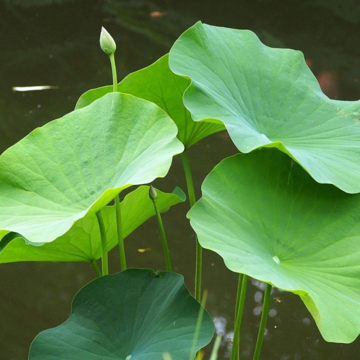 Lotus blanc - Graines