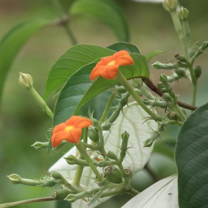 Mussaenda blanche - Graines