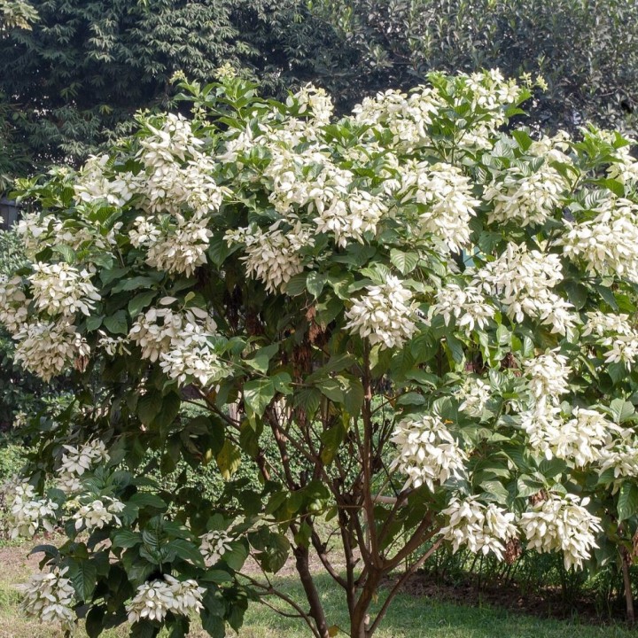 Mussaenda blanche - Graines