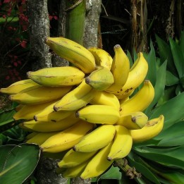 Plátano común - Semillas