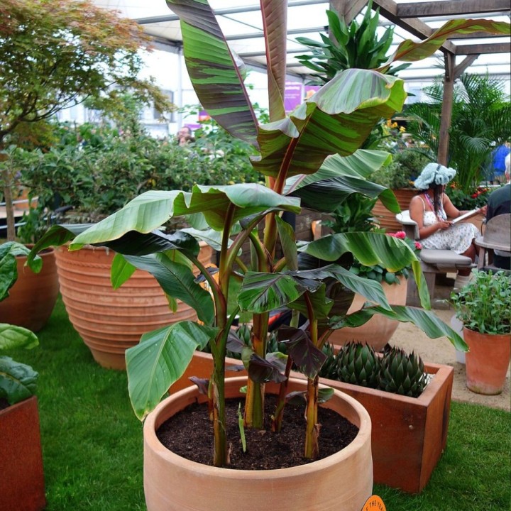 Musa sikkimensis Red Flash - Graines