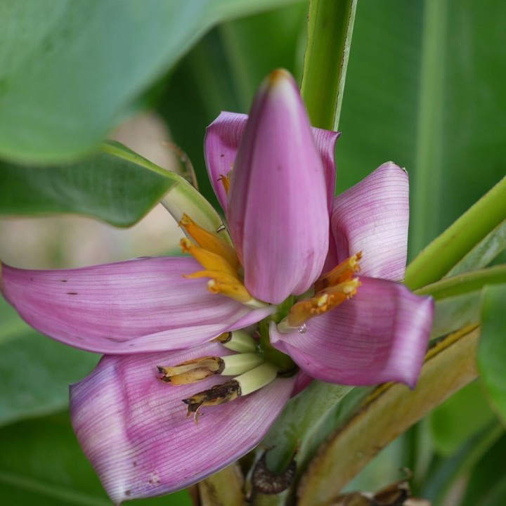 Musa ornata - Graines