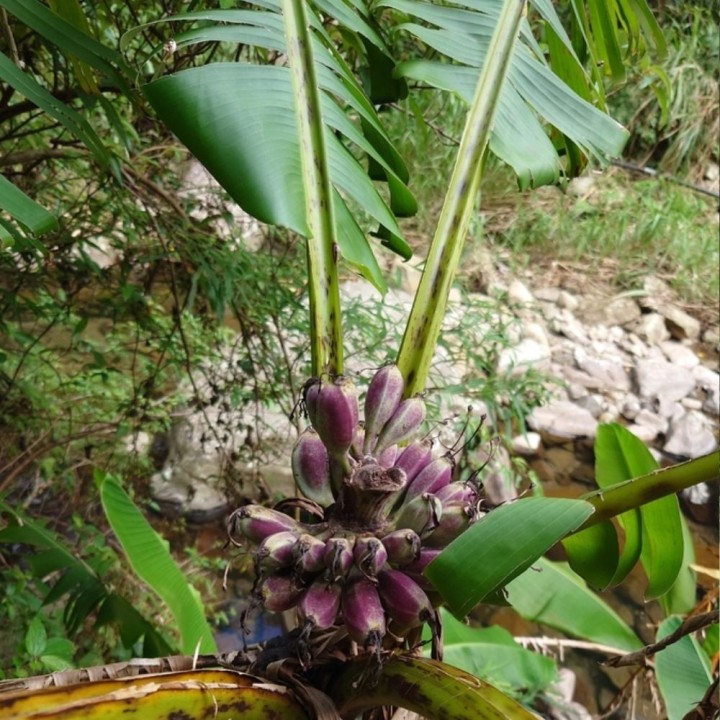 Musa itinerans var. Formosana - Graines