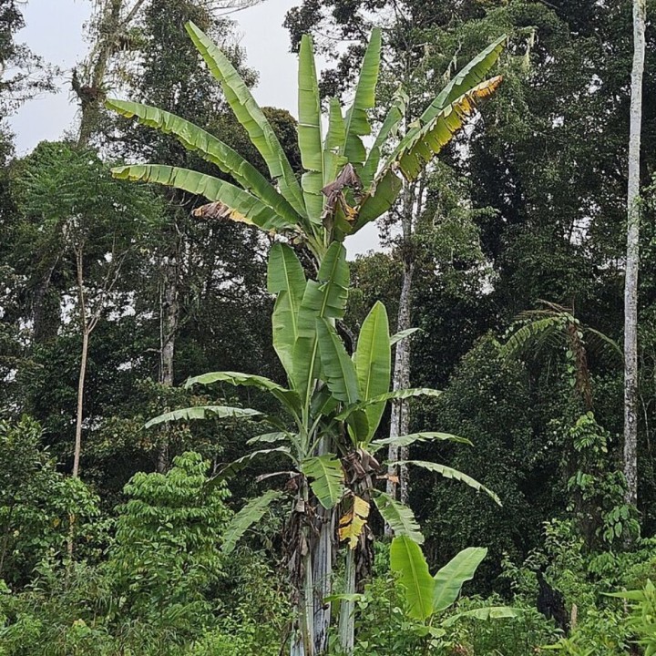 Banano gigante - Semillas