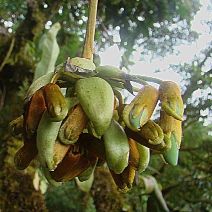 Mucuna urens - Graines