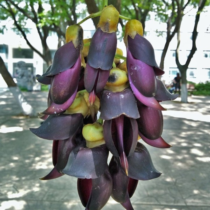 Mucuna sempervirens - Graines