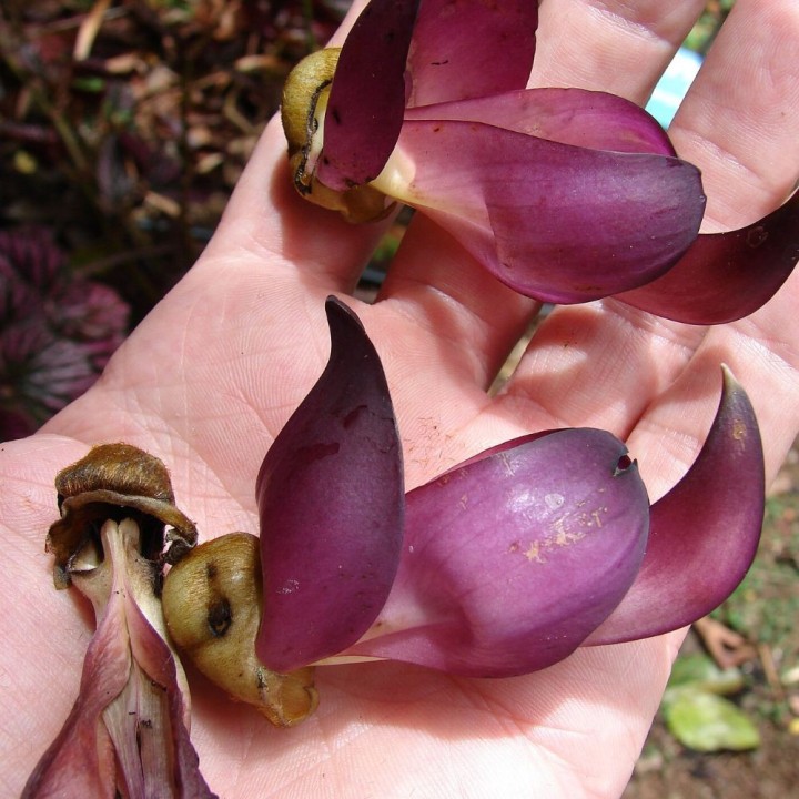 Mucuna noire - Graines