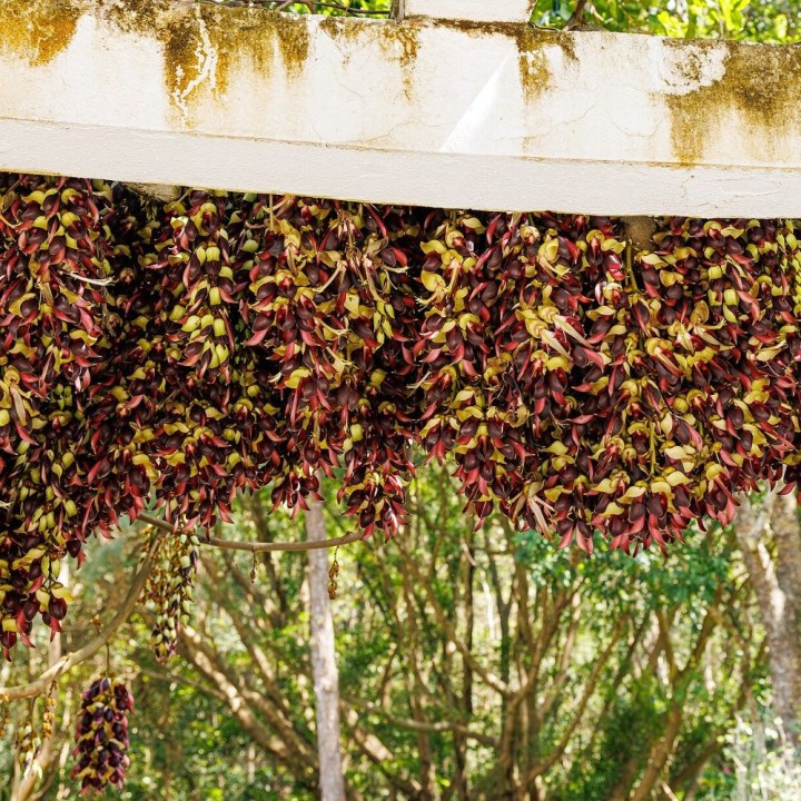Mucuna macrocarpa - Graines