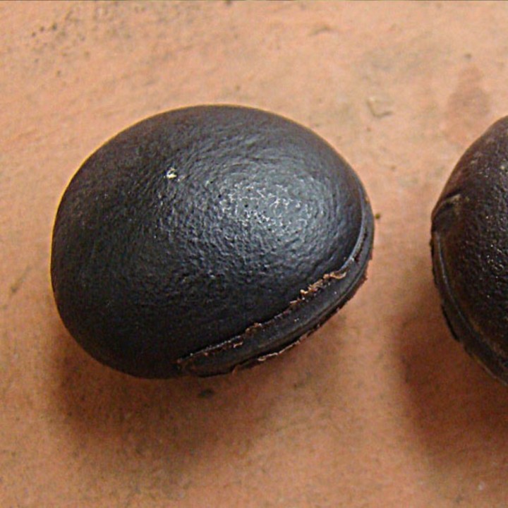 Mucuna holtonii - Graines