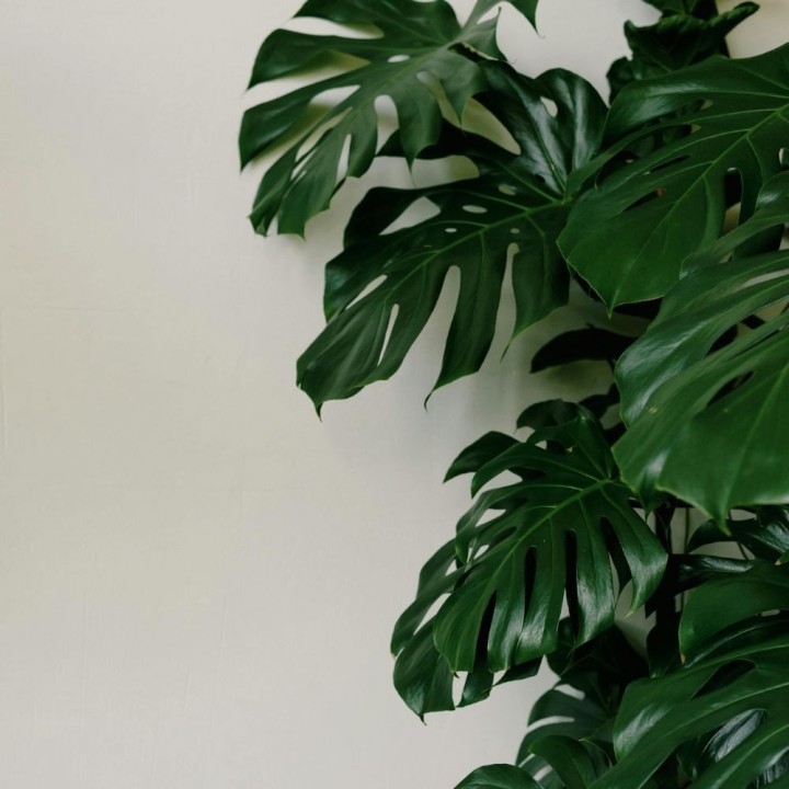 Monstera deliciosa - Graines