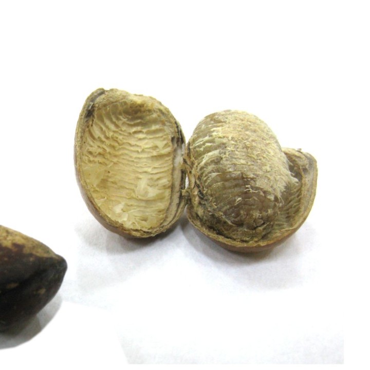 Noix de muscade africaine - Graines
