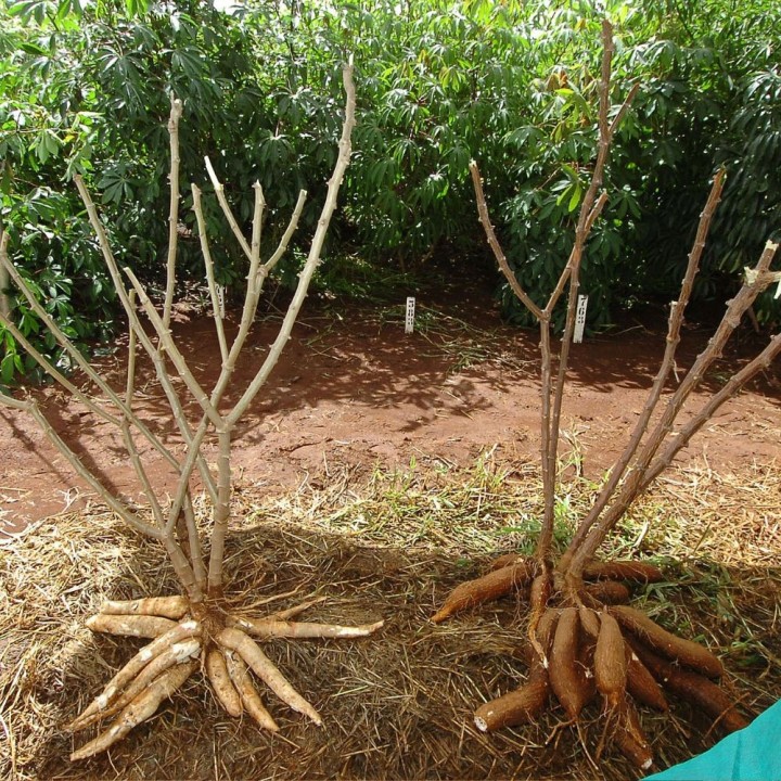 Manioc - Graines