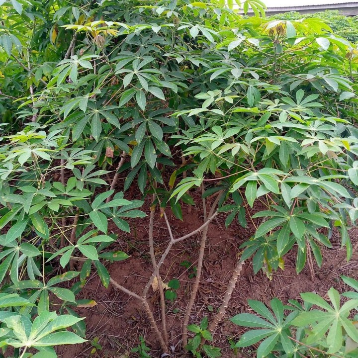 Manioc - Graines