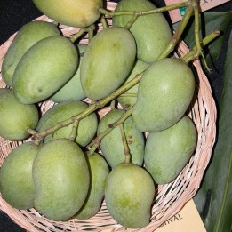 Mango de Ceilán - Semillas