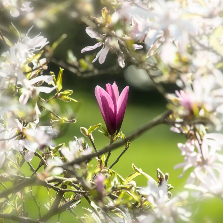 Magnolia lis - Graines