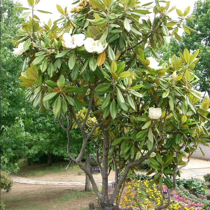 Magnolia à grandes fleurs - Graines