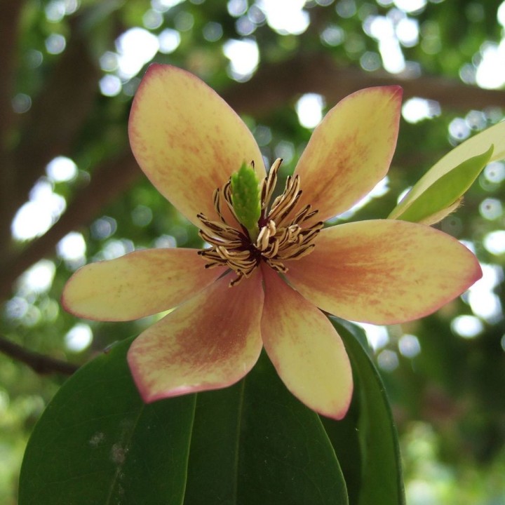 Magnolia banane - Graines