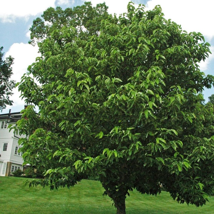 Magnolia acuminé - Graines