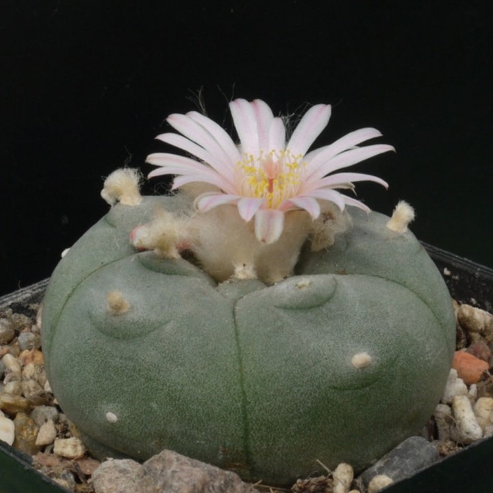 Peyote - Semillas