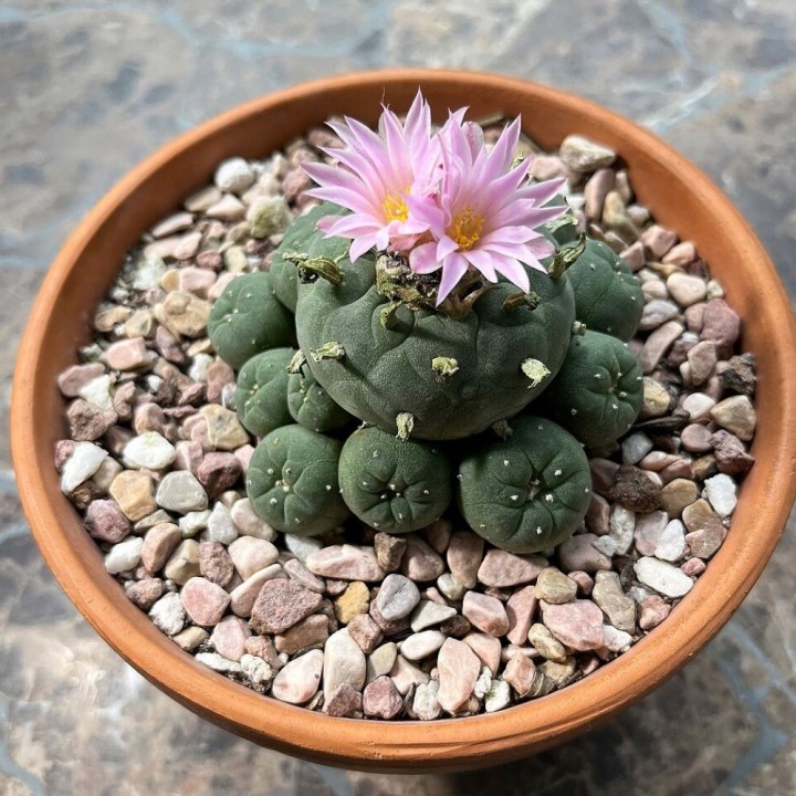 Peyote - Semillas