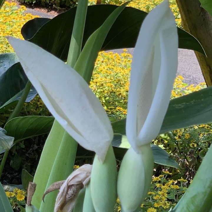 Leucocasia gigantea Thailand Giant - Graines
