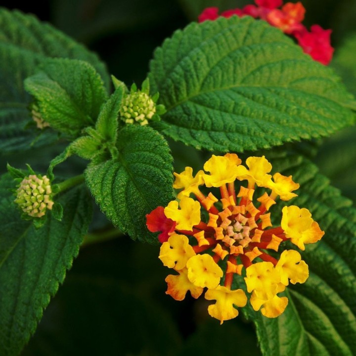 Lantana commun - Graines