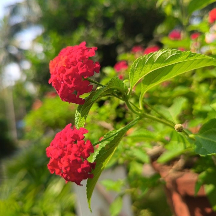 Lantana commun - Graines