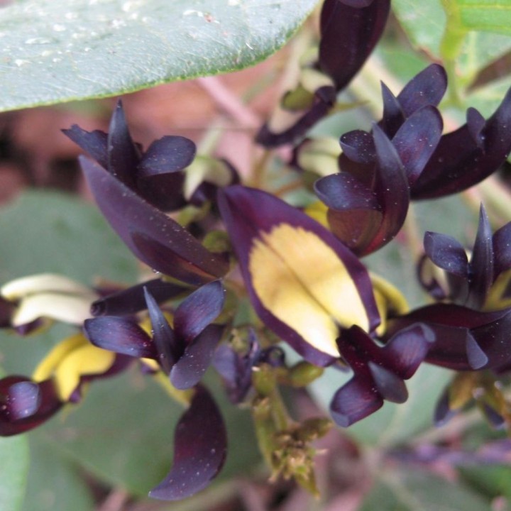 Kennedia noire - Graines