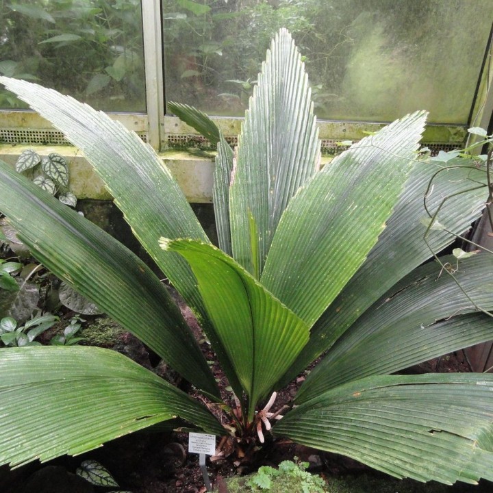 Palma hoja de abanico gigante - Semillas