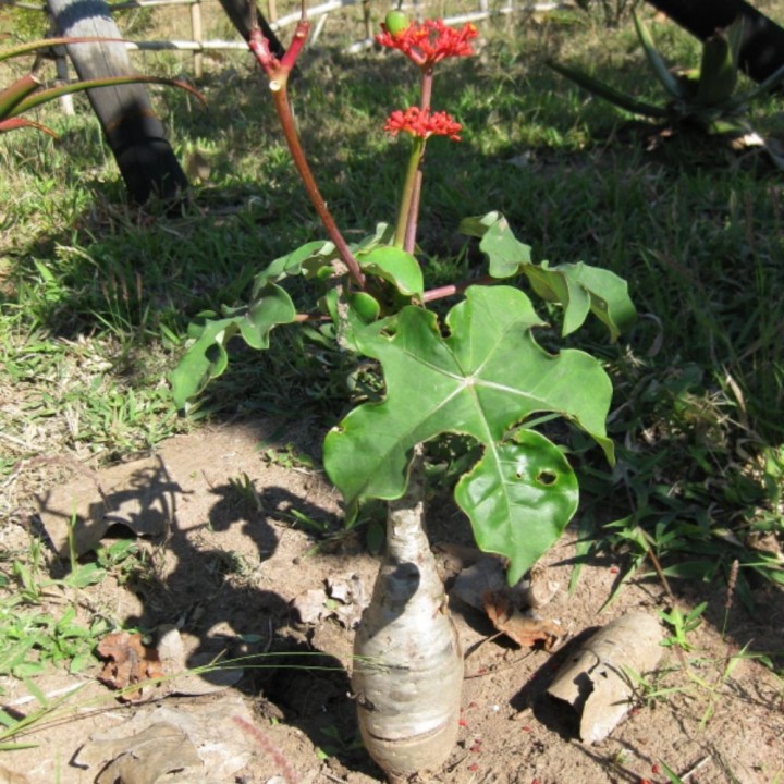 Jatropha bouteille - Graines