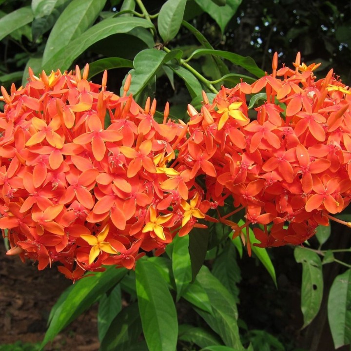 Ixora rouge - Graines